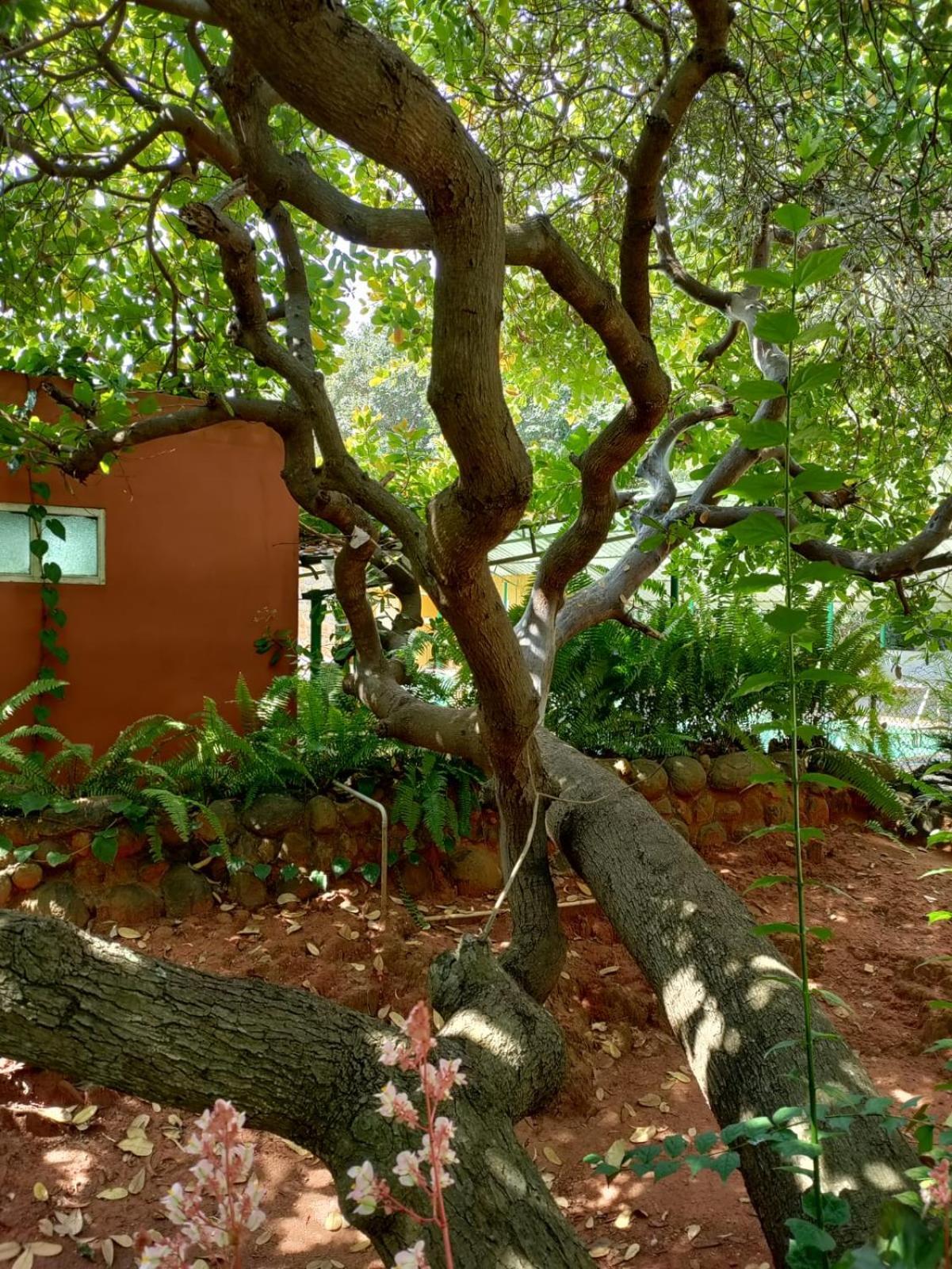 Inn Pondiville Forest Retreat Pondicherry Esterno foto